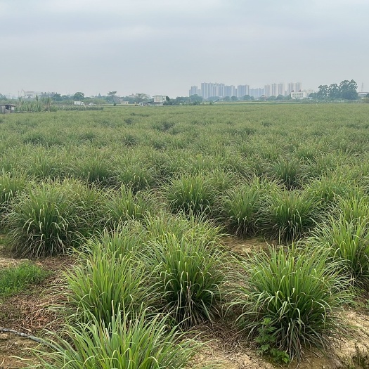 广州香茅草 广东香茅泰国柠檬草产地直供现货 现有200亩可摘
