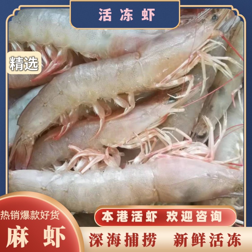 阳江麻虾 本港 新鲜活冻冷冻的活冻海麻虾 精选品质 全国发货