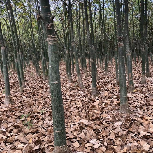 合浦县独杆发财树牙口多 绿