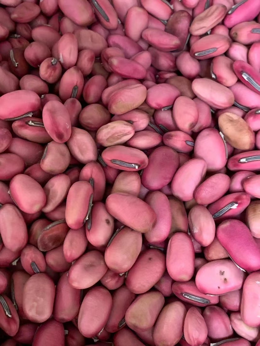 玉林红刀豆、两斤起发货、支持线上交易、量大从优