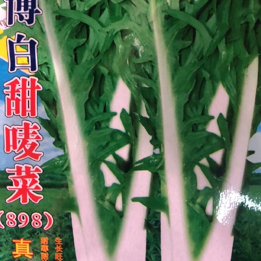  博白甜麦菜种子