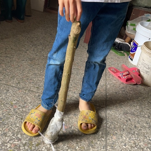 广州香水柠檬苗 广东香水柠檬大苗，一年内挂果