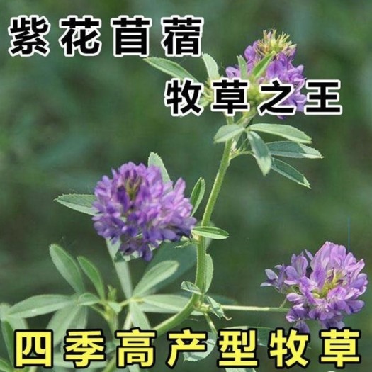 嘉祥县 紫花苜蓿种子