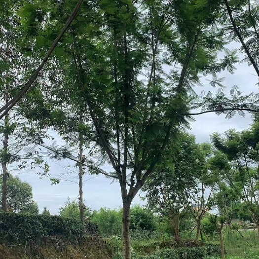 邛崃市尖叶蓝花楹 蓝花楹