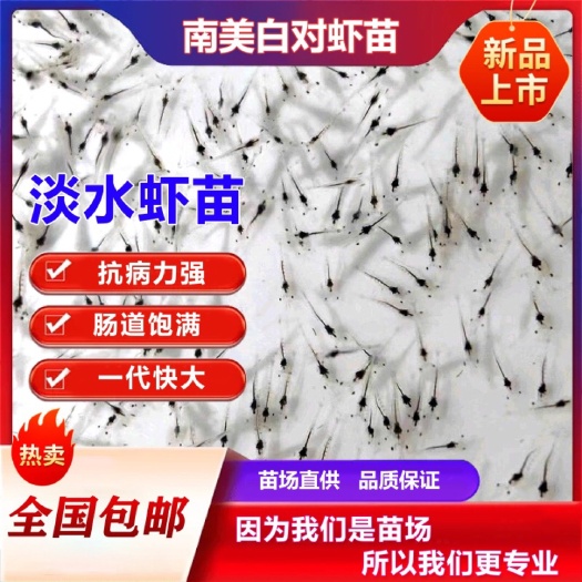 珠海对虾苗 苗场养殖直供，南美白对虾虾苗，工厂化养殖，淡水养殖