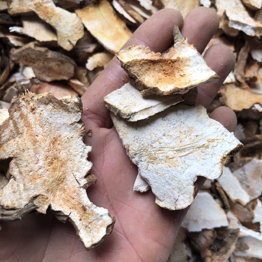 兴安县 土茯苓 广西土茯苓 土茯苓 干片 一手货源