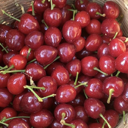 米易县预售 玛瑙红樱桃