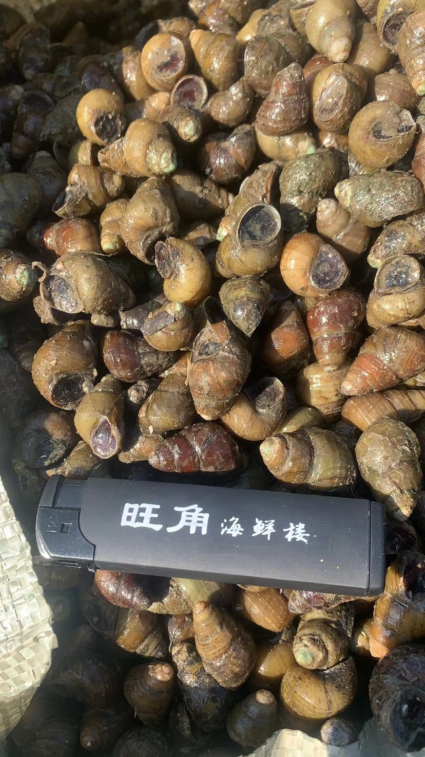 苏州昆山大量1.25以上不封顶食用螺蛳