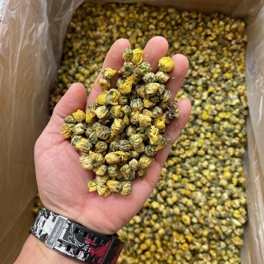 玉林花草茶  胎菊 江苏货源