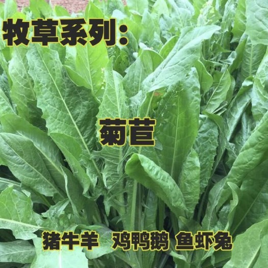嘉祥县菊苣种子 菊苣净子