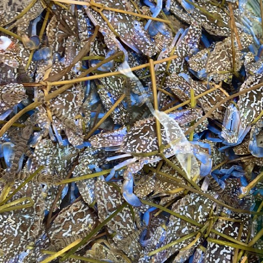 钦州蓝花蟹，一手货源，大量批发