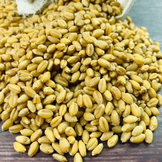 获嘉县鸽子粮，小麦，色选小麦，全麦面粉用小麦，酿酒小麦，基地大量