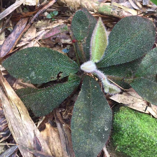平和县虎舌红盆栽 虎舍红