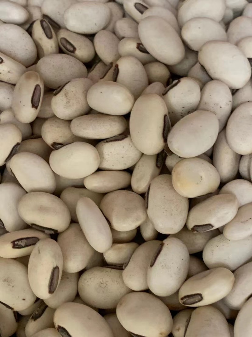 玉林白刀豆、兩斤起發貨、支持線上交易、量大從優