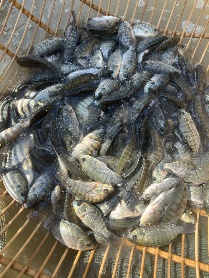 罗非鱼苗，海南一号，青吉富，脆肉罗非鱼苗，生长速度快。