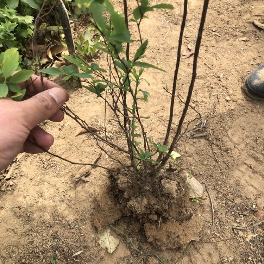 沭阳县珍珠梅，从生珍珠梅，多分支珍珠梅，珍珠梅球