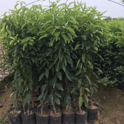 漳州 挂果无核沃柑苗