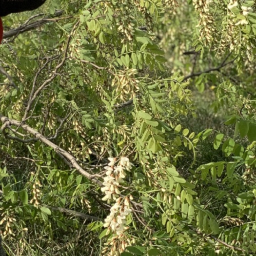 灵宝市槐花