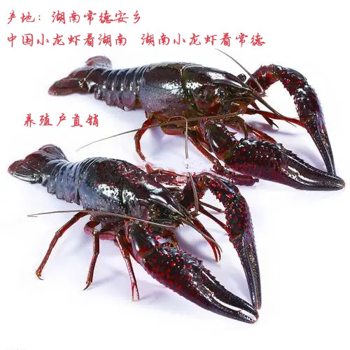 安乡县精品 热销 湖南常德小龙虾统货 鲜活运行