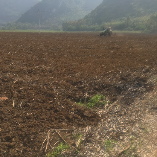 黑美人西瓜 广西壮族自治区来宾市兴宾区 2茬 