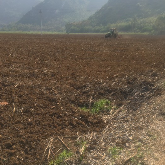 来宾黑美人西瓜 广西壮族自治区来宾市兴宾区 2茬 
