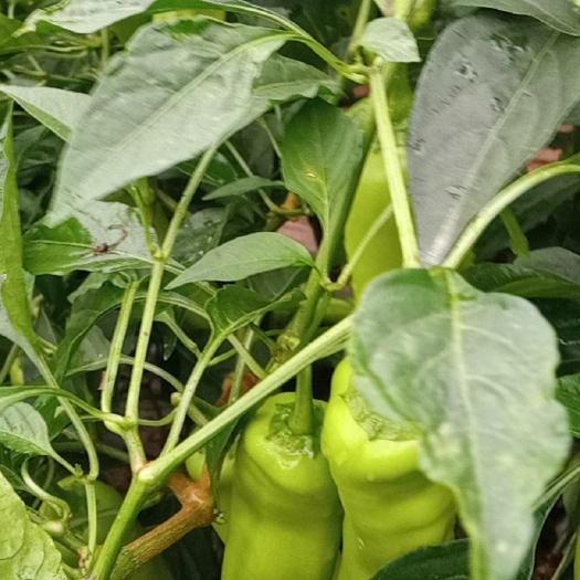 澄迈县 青泡椒（牛角椒）直供
