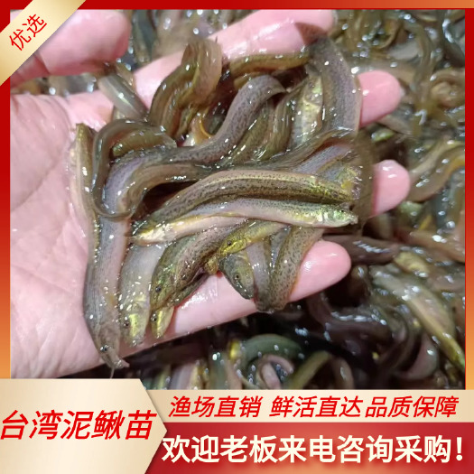 南宁泥鳅苗，良种杂交泥鳅苗，泥鳅苗，价格优惠