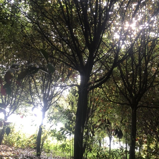 太和县高杆石楠 石楠树