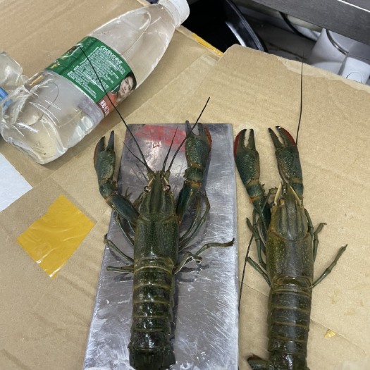泗阳县小龙虾 澳洲淡水龙虾