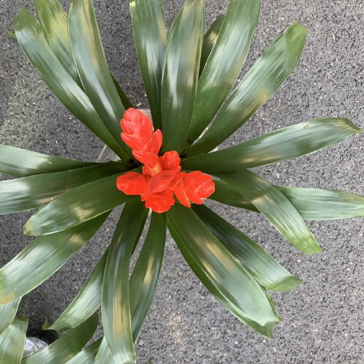 漳平市凤梨花 卡丽红，莺歌大量现货，基地直销