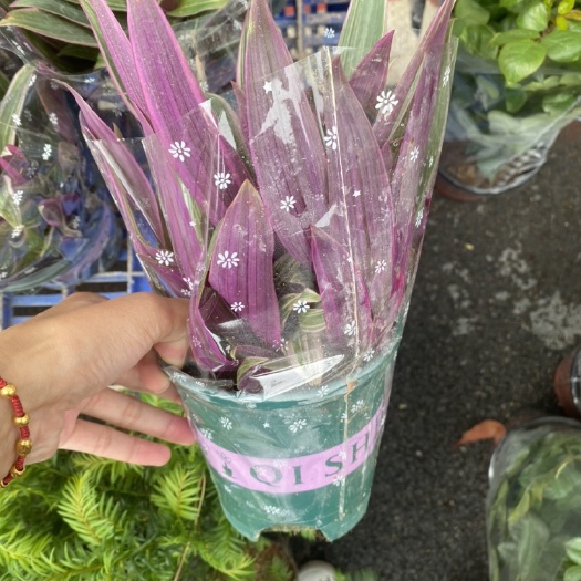 漳平市 加仑盆油画