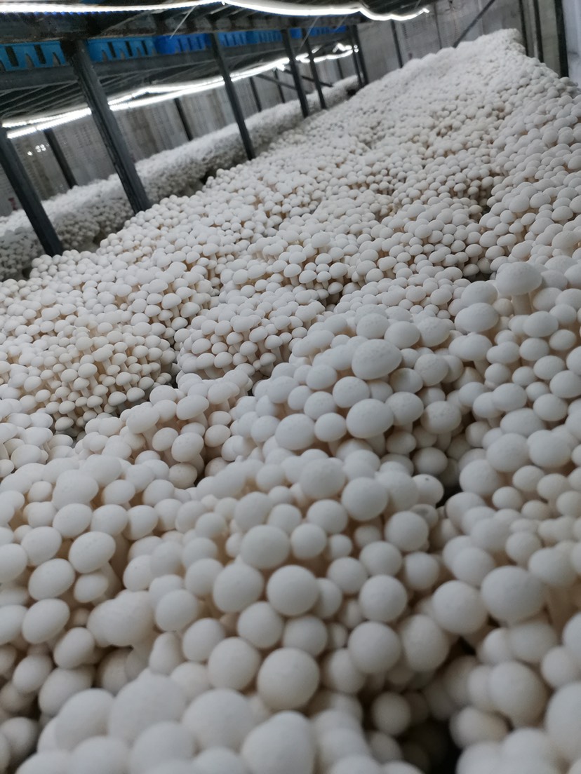海鮮菇 工廠化 250克精美包裝 廠家直銷(xiāo)貨源充足 質(zhì)量保