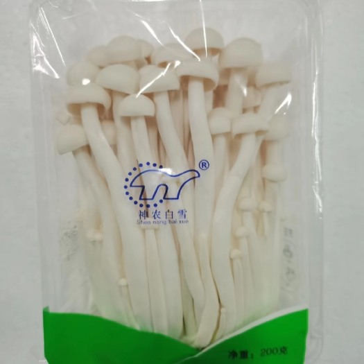 新鲜海鲜菇200克盒装包装精美 工厂化栽培 货源充足