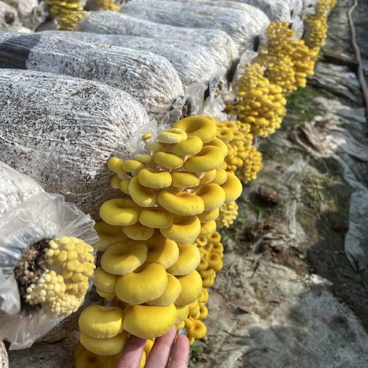 金堂县鸡油菌