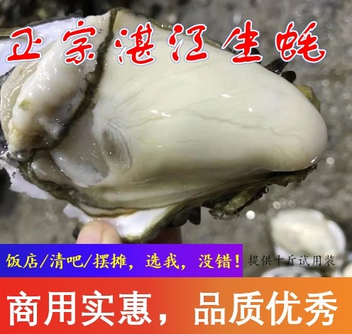 湛江湛江蚝 湛江生蚝潮州台州乳山鲜活生蚝批发一件代发可试货