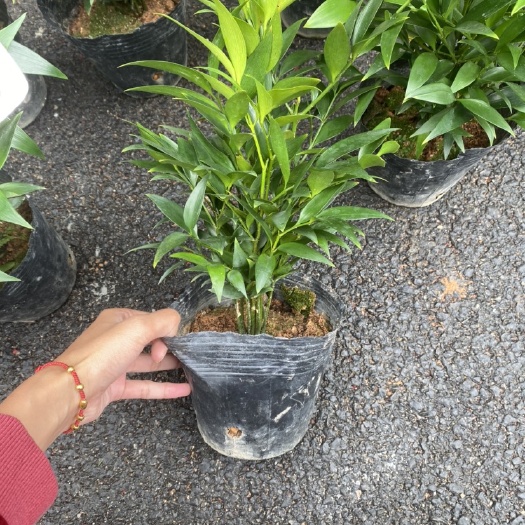 漳平市 组合竹柏苗，直播苗