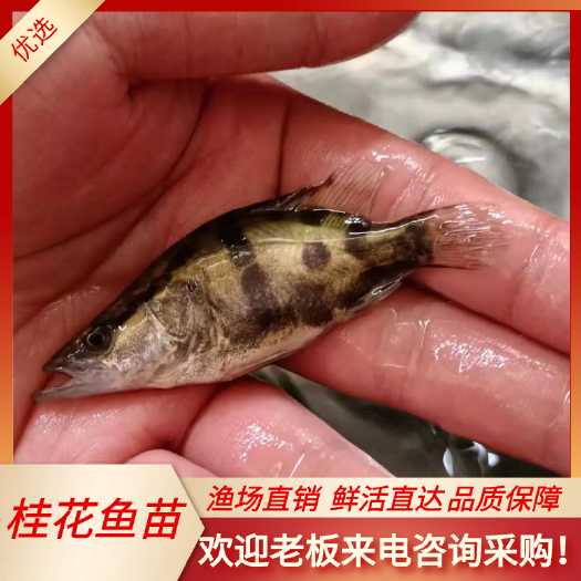 南宁桂鱼苗 鲜活直达 鳜鱼苗 翘嘴桂鱼 基地发货 品质保证
