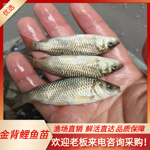 南宁金背鲤鱼苗 优质快大 场地直销