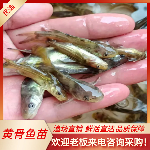 南宁黄骨鱼苗 杂交黄颡鱼苗活体 黄辣丁全雄 黄桑鱼苗