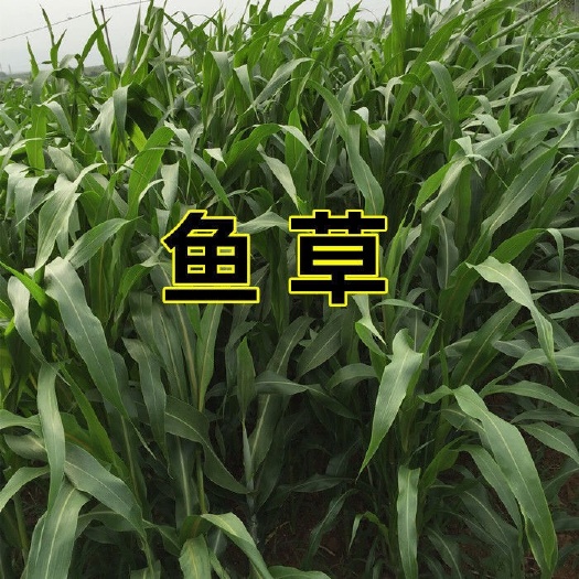 嘉祥县牧草 苏丹草