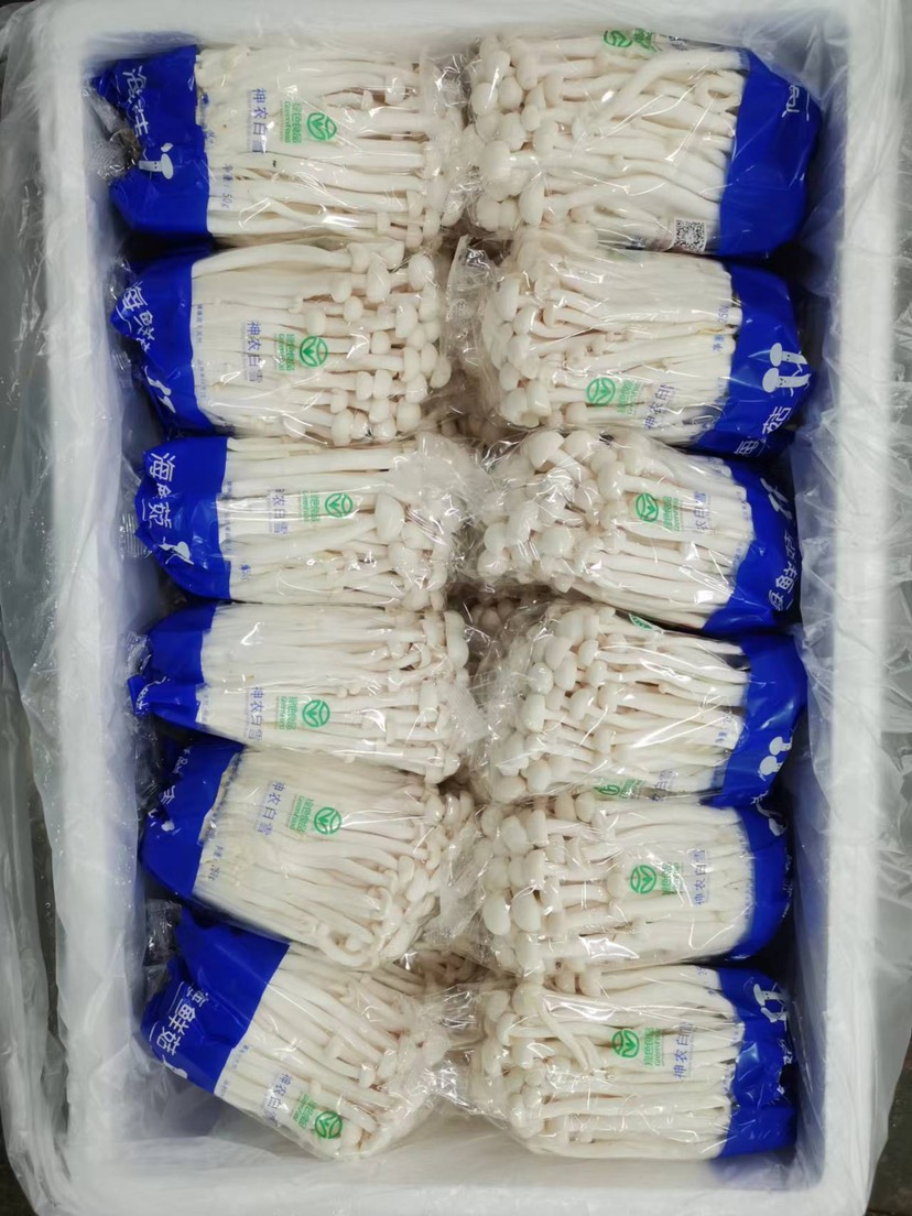 海鮮菇 工廠化 250克精美包裝 廠家直銷(xiāo)貨源充足 質(zhì)量保