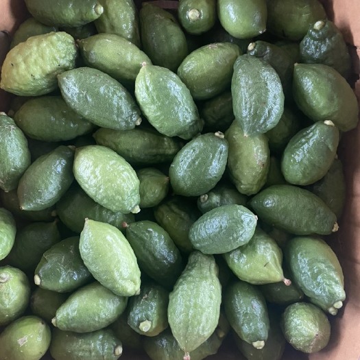 湛江 广东香水柠檬