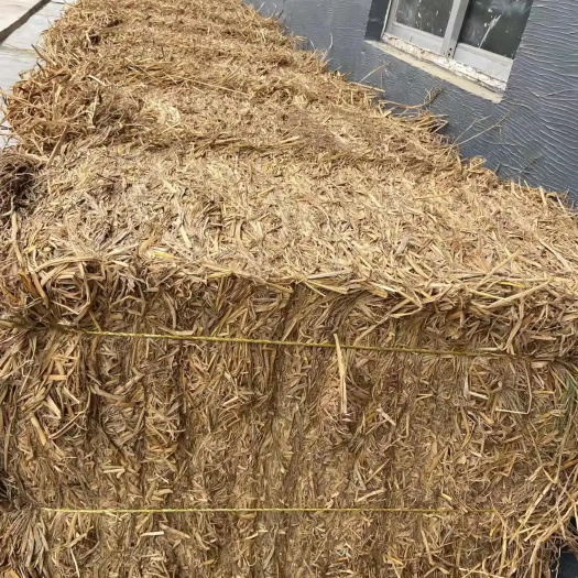 古蔺县养殖用稻草，已经发酵，有香味，牛羊都喜欢，适口性强，抗病毒