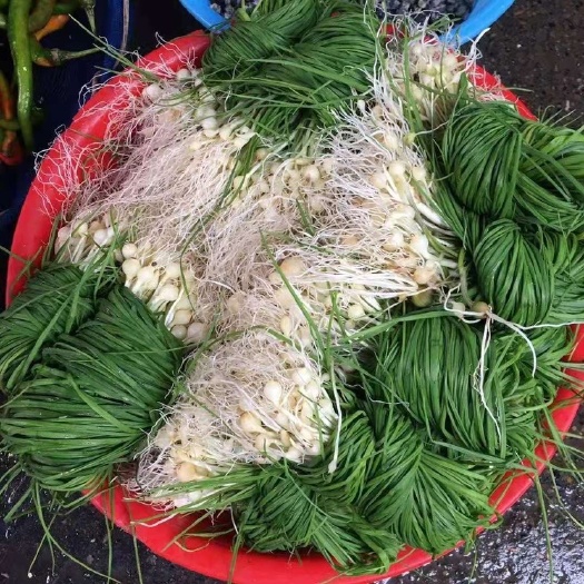 长沙 现挖野生小香葱野韭菜野生小根蒜大脑瓜时令农家新鲜蔬菜栽培包邮