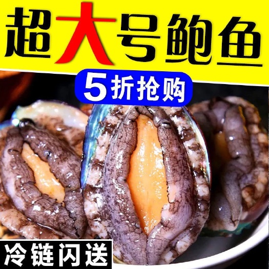 半纹鲍 【特大号】鲜活大鲍鱼新鲜冷冻个大鲜活海捕超大非鲍鱼干活体