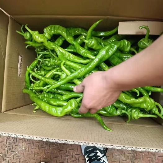 南安市螺丝椒、自家种植供货量大、辣椒质量好、价优