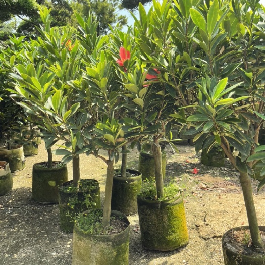茶花山茶花50-150高，规格齐全，价格实惠量大从优
