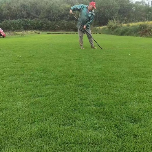 滁州精品百慕大草坪