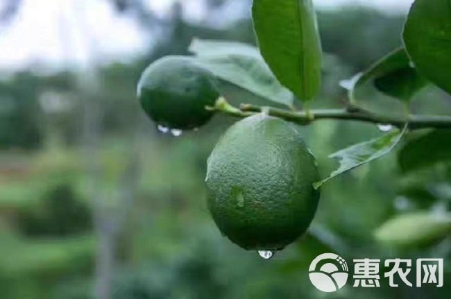 北京青柠檬海南青柠檬奶茶专用1斤也是批发价