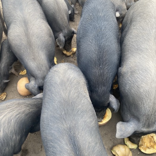 平度市青岛平度常年供应散养黑猪